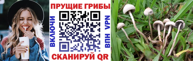 Псилоцибиновые грибы Psilocybine cubensis  Купить  Правдинск 
